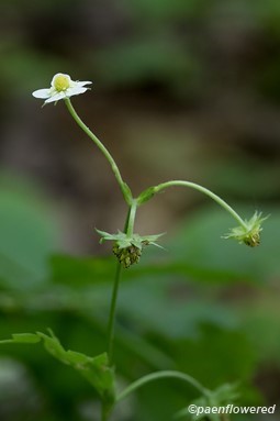 Flower and developing fruit
